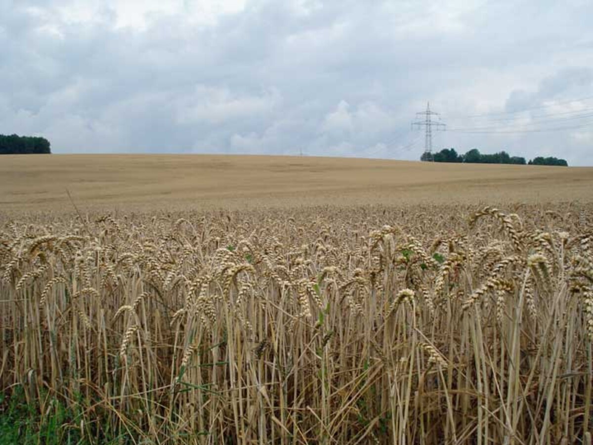 Die fruchtbaren Lößlehmböden werden intensiv ackerbaulich genutzt, Frankenbach.