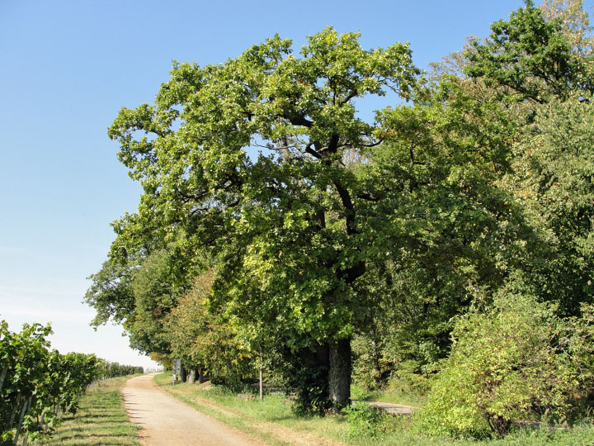 Eichen und Linden an der Hangkante des Wartbergs.