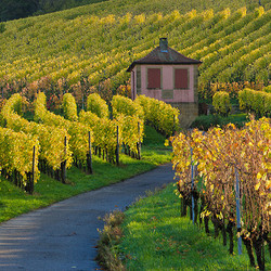 Heilbronner Staufenberg