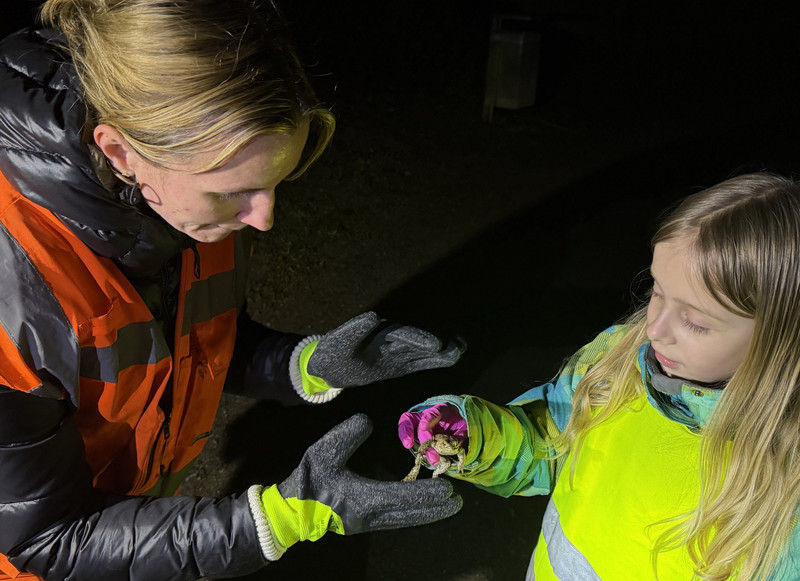 Ein kleines Mädchen in Warnweste zeigt einer erwachsenen Frau in Warnweste eine kleine Erdkröte.