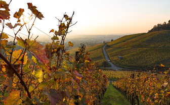 Wandern und Verkosten: Heilbronner Weintradition erleben