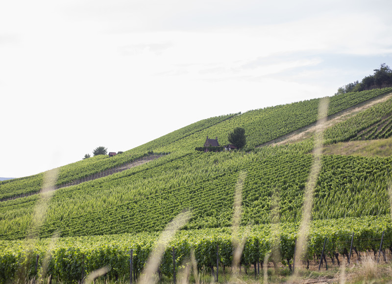 Der Wartberg ist mit seiner malerischen Natur und insbesondere den herrlichen Weinbergen eine Freude für alle Outdoor-Fans (Foto: Heilbronn Marketing GmbH/Maya Baum)
