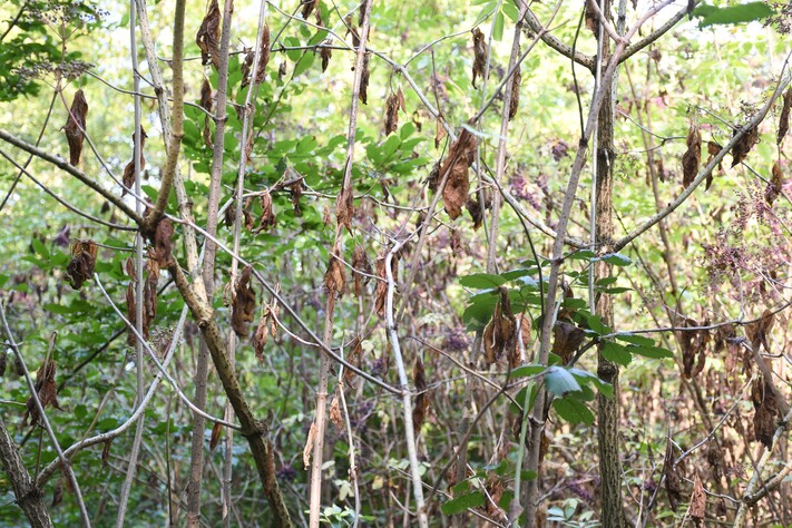 Das Bild zeigt viele welke Blätter bei einem Holunderstrauch im Wald bei Biberach. Diese Pflanze wird wohl nicht überleben.