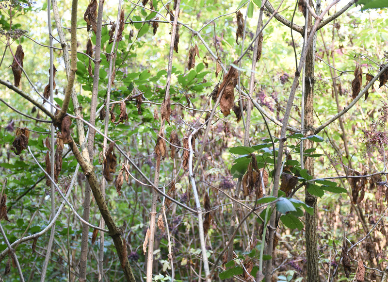 Das Bild zeigt viele welke Blätter bei einem Holunderstrauch im Wald bei Biberach. Diese Pflanze wird wohl nicht überleben.