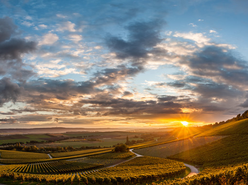 Region Heilbronn Weinlandschaft