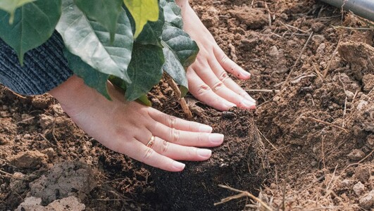 Mehr Grün statt versiegelter Flächen: Mit der Aktion „Ihr Vorschlag für 10 qm mehr Grün“ sucht die Stadt Heilbronn geeignete Flächen zum Entsiegeln und Begrünen. Foto: Pexels/14saill