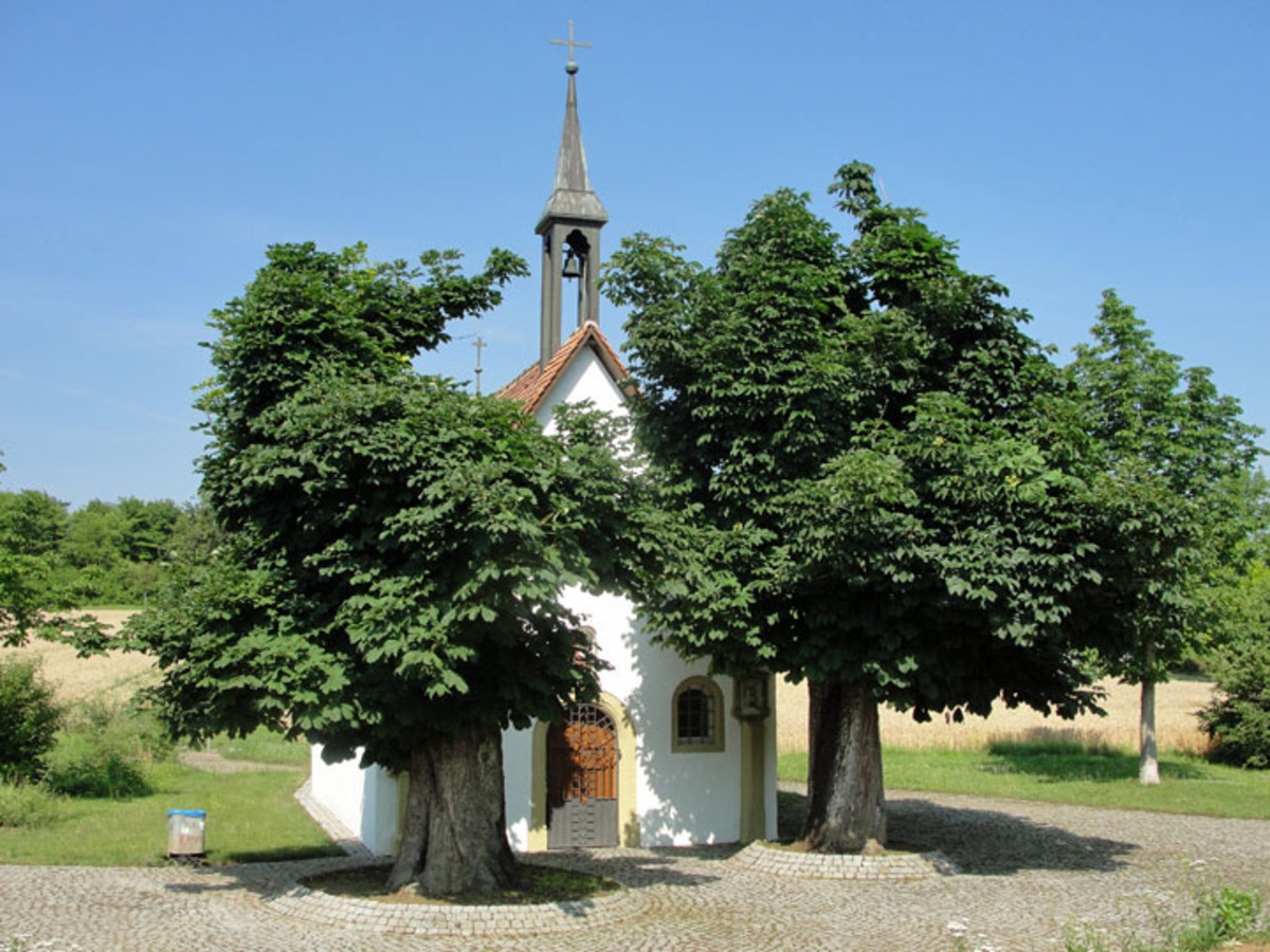 Zwei Jahre nach dem starken Rückschnitt haben die Rosskastanien wieder eine Sekundärkrone aufgebaut. (Foto: Juli 2012) 