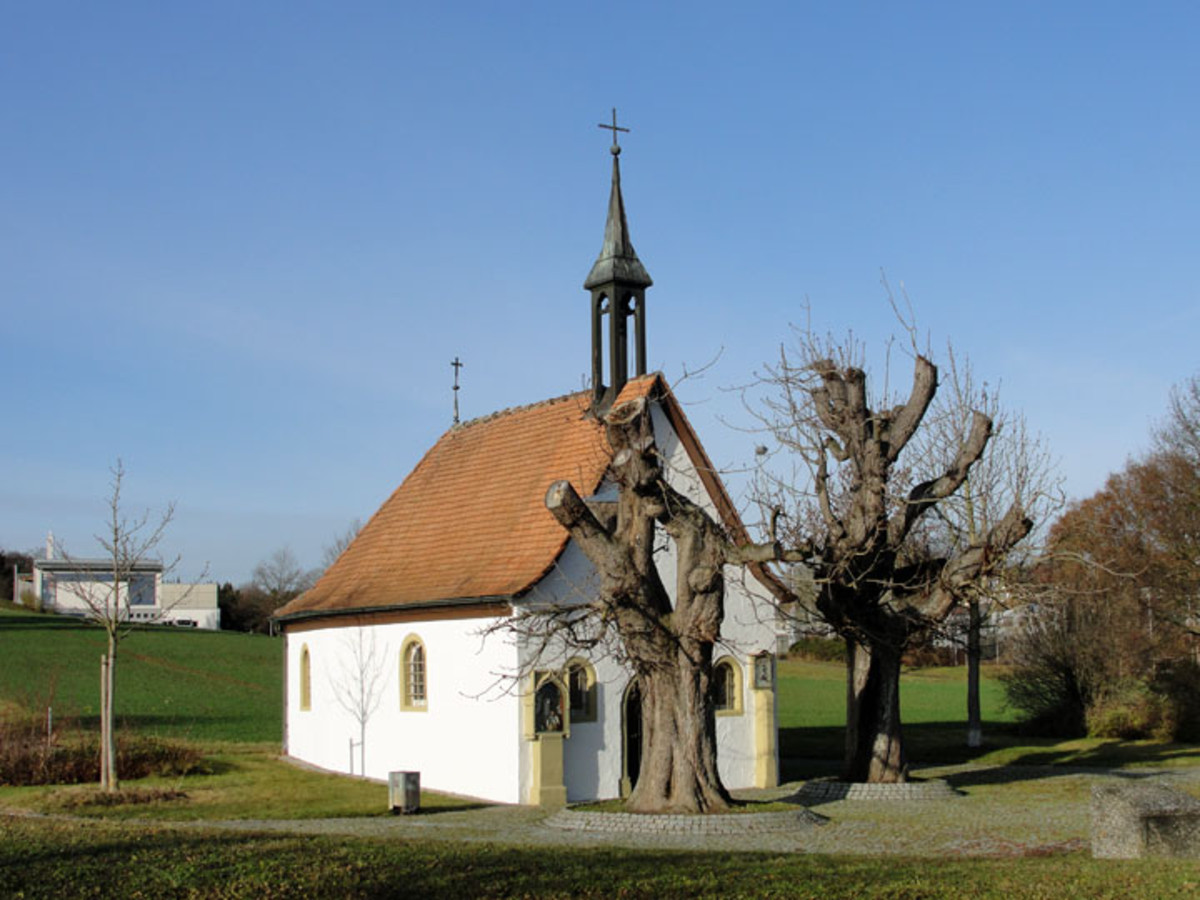 Zurückgeschnittene Rosskastanien. (Foto: Dezember 2011) 