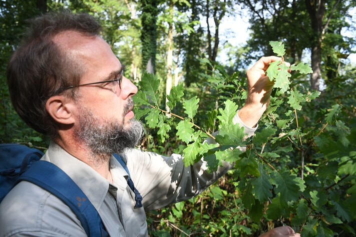 Das Bild zeigt Forstabteilungsleiter Immanuel Schmutz im Stadtwald bei Biberach, wo er eine gesunde junge Traubeneiche zeigt. Sie ist mit der langen Trockenheit relativ gut zurechtgekommen.