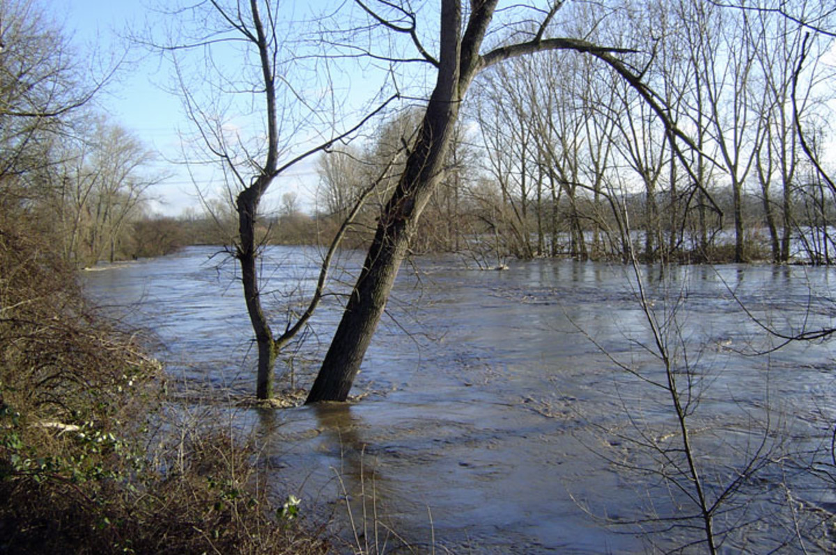 Hochwasser im Bereich Klingenberg - Gewann Wert/Horkheimer Insel im Januar 2004
