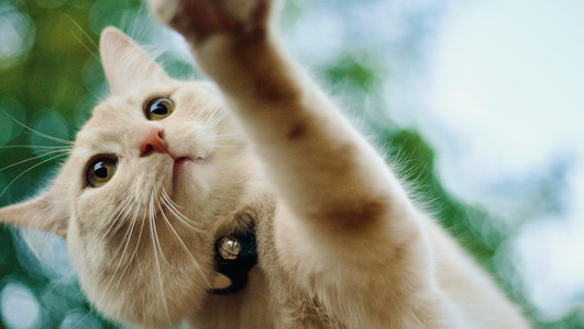 Wenn Minka auf den Straßen der Stadt unterwegs ist, sind Revierkämpfe mit anderen Katzen leider an der Tagesordnung.