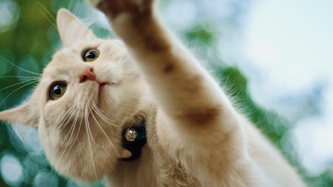 Wenn Minka auf den Straßen der Stadt unterwegs ist, sind Revierkämpfe mit anderen Katzen leider an der Tagesordnung.