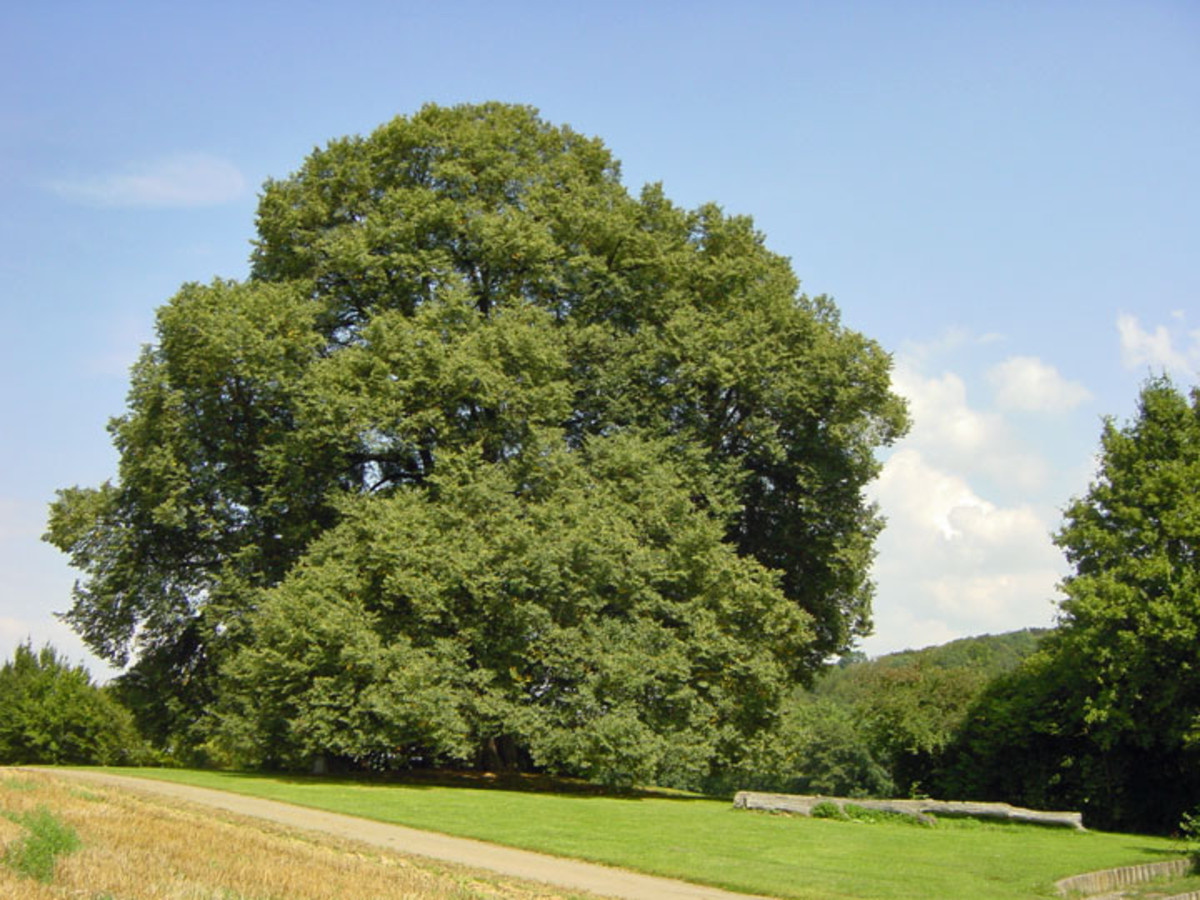Naturdenkmal St. Anna-Linde. (Foto: August 2002) 