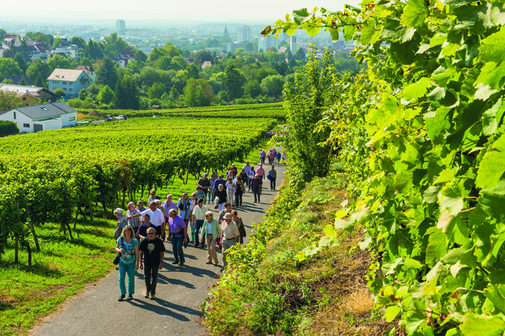 Wanderung Wein Panorama Weg
