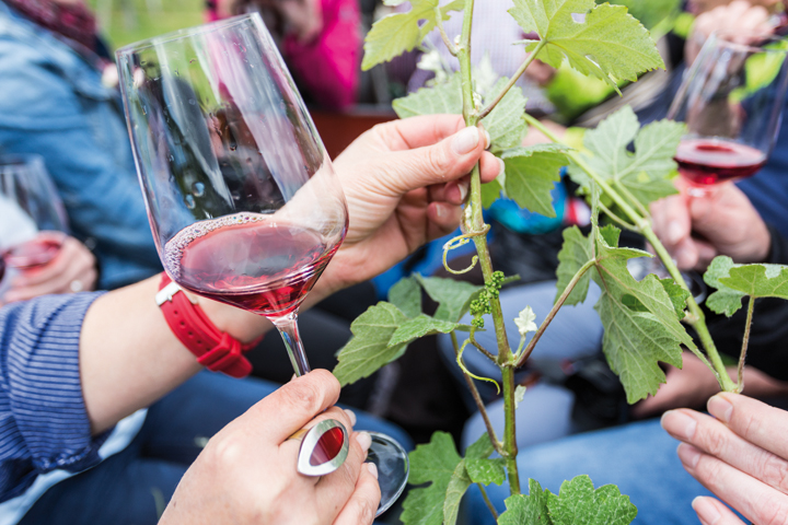 Weinprobe zwischen Weinreben Weinprobe zwischen Weinreben