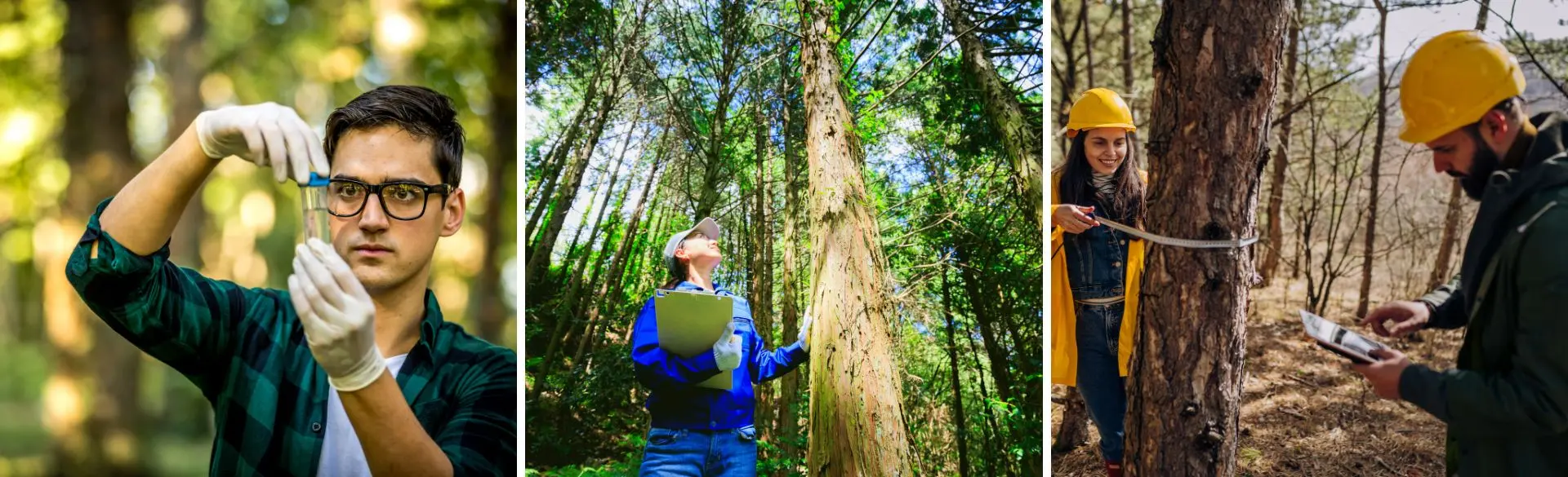 Man sieht Forstwirte im Wald beim Vermessen eines Baumstamms, einen Mann der eine Probe nimmt und eine Frau, die sich einen Baum ganz genau anschaut.