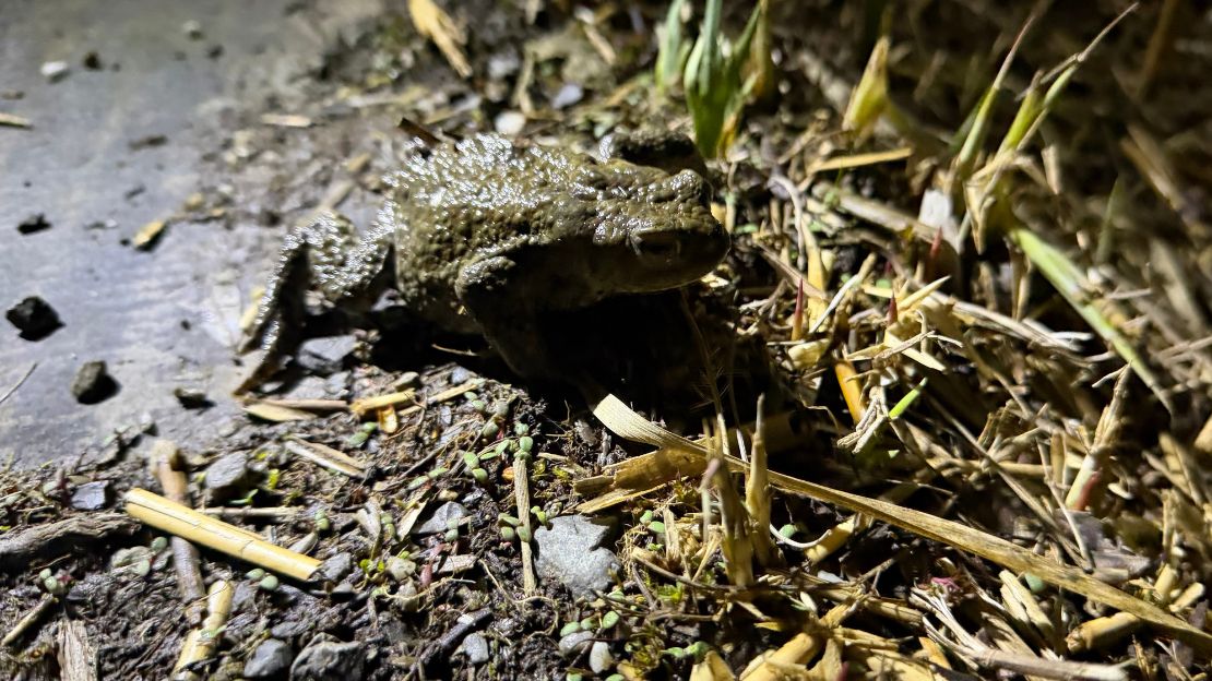 Auf dem Foto ist eine Erdkröte sitzend auf einer Straße zu sehen.