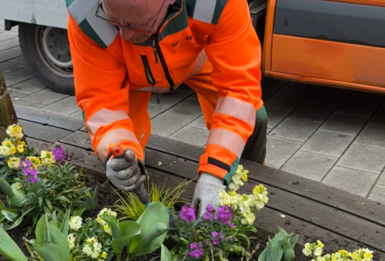 Manche zeigen ihre Blüten direkt, während andere erst noch aufblühen werden. Foto: Milva-Katharina Klöppel