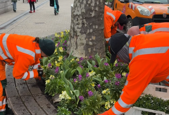 Das Betriebsamt pflanzt die Frühblüher in bestimmten Gruppierungen und Mustern in der Innenstadt. Foto: Milva-Katharina Klöppel