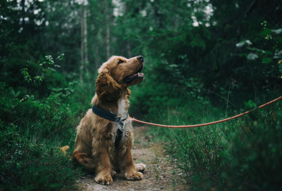 Während der Schon-, Brut- und Aufzuchtzeit gilt Leinenpflicht für Hunde in Heilbronner Wäldern. (Foto: Pexels)