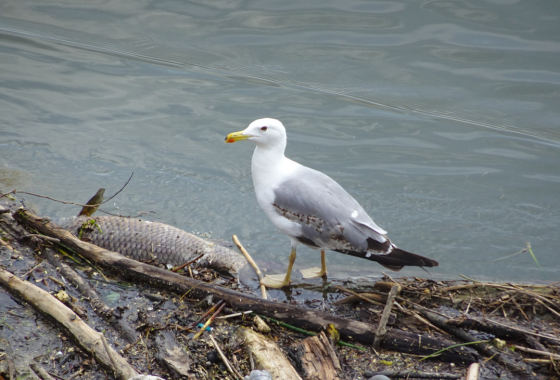 Erwachsene Möwe im Stadtgebiet (Foto: Stadt Heilbronn)