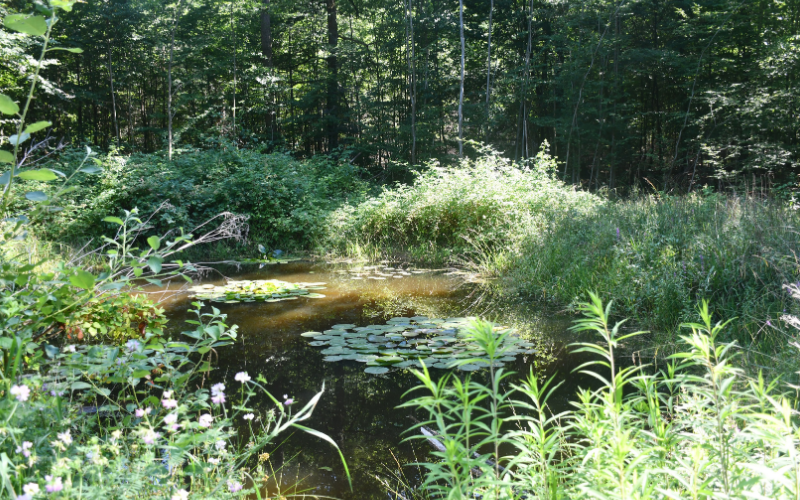Einer der Tümpel ist dauerhaft wasserführend, was eine längere Verfügbarkeit des Wassers durch Verdunsten ermöglicht. Foto: Stadt Heilbronn