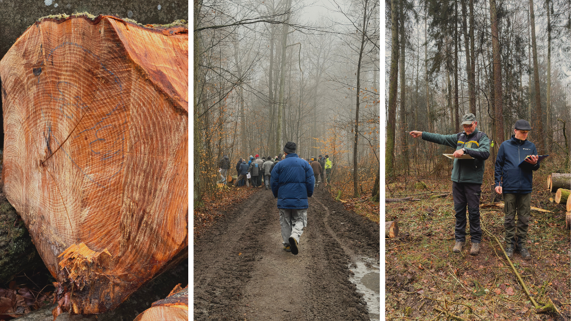 Bild 1 zeigt einen angeschnittenen Baumstamm aus dem Stadtwald. Bild 2 zeigt die Teilnehmenden der Brennholzversteigerung auf einem Waldweg. Bild 3 zeigt Revierleiter West Heinz Steiner links und Forstwirt Silas Rössl rechts bei der Erläuterung eines Loses. Foto: Stadt Heilbronn
