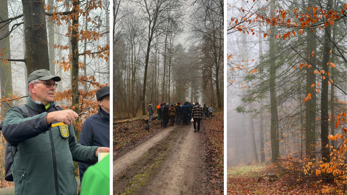 Bild 1 zeigt Revierleiter West Heinz Steiner bei der Erläuterung eines Loses im Stadtwald. Bild 2 zeigt die Gruppe der Teilnehmenden auf dem Weg entlang der Polter während der Versteigerung. Bild 3 zeigt den Stadtwald Kirchhausen mit typischem Laubholzbestand als Kulisse der Veranstaltung. Foto: Stadt Heilbronn