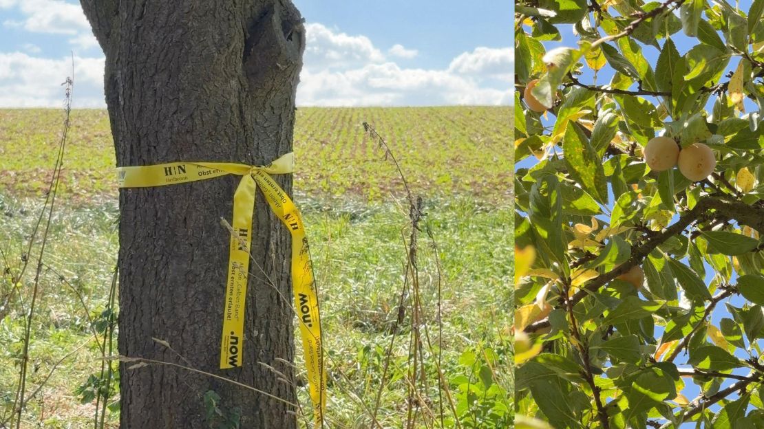 Gelbe Bänder zeigen, an welchen Obst- und Nussbäumen kostenlos geerntet werden darf. Foto: Stadt Heilbronn