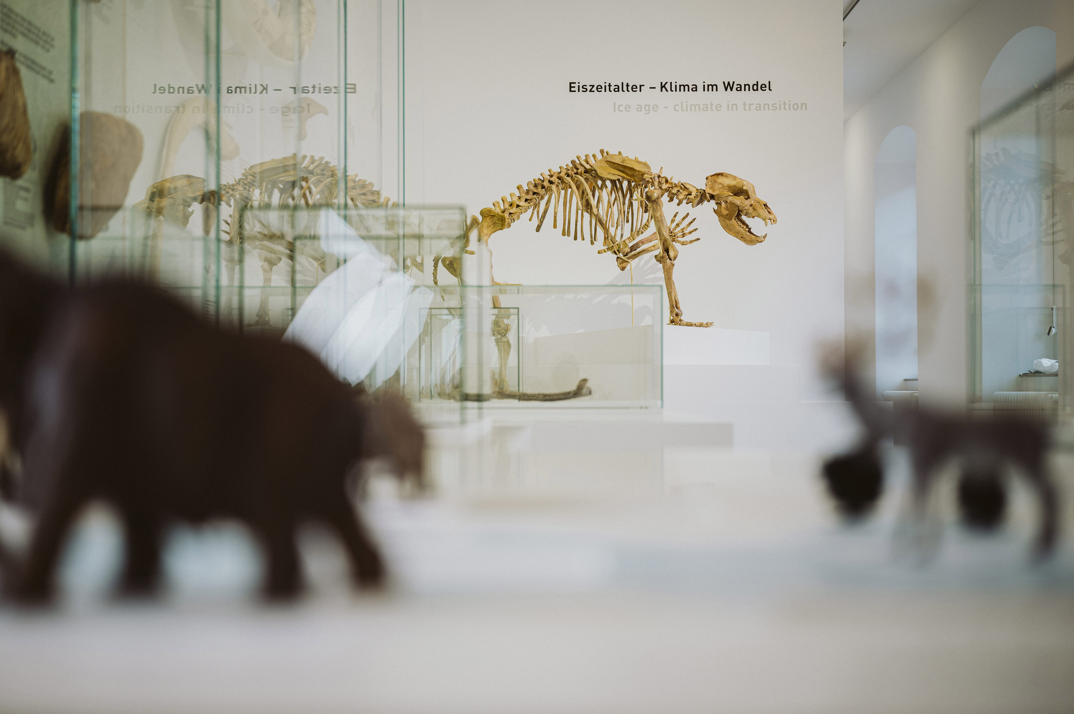 Blick in die Ausstellung:  Eiszeitalter – Klima im Wandel (Foto: Nico Kurth)