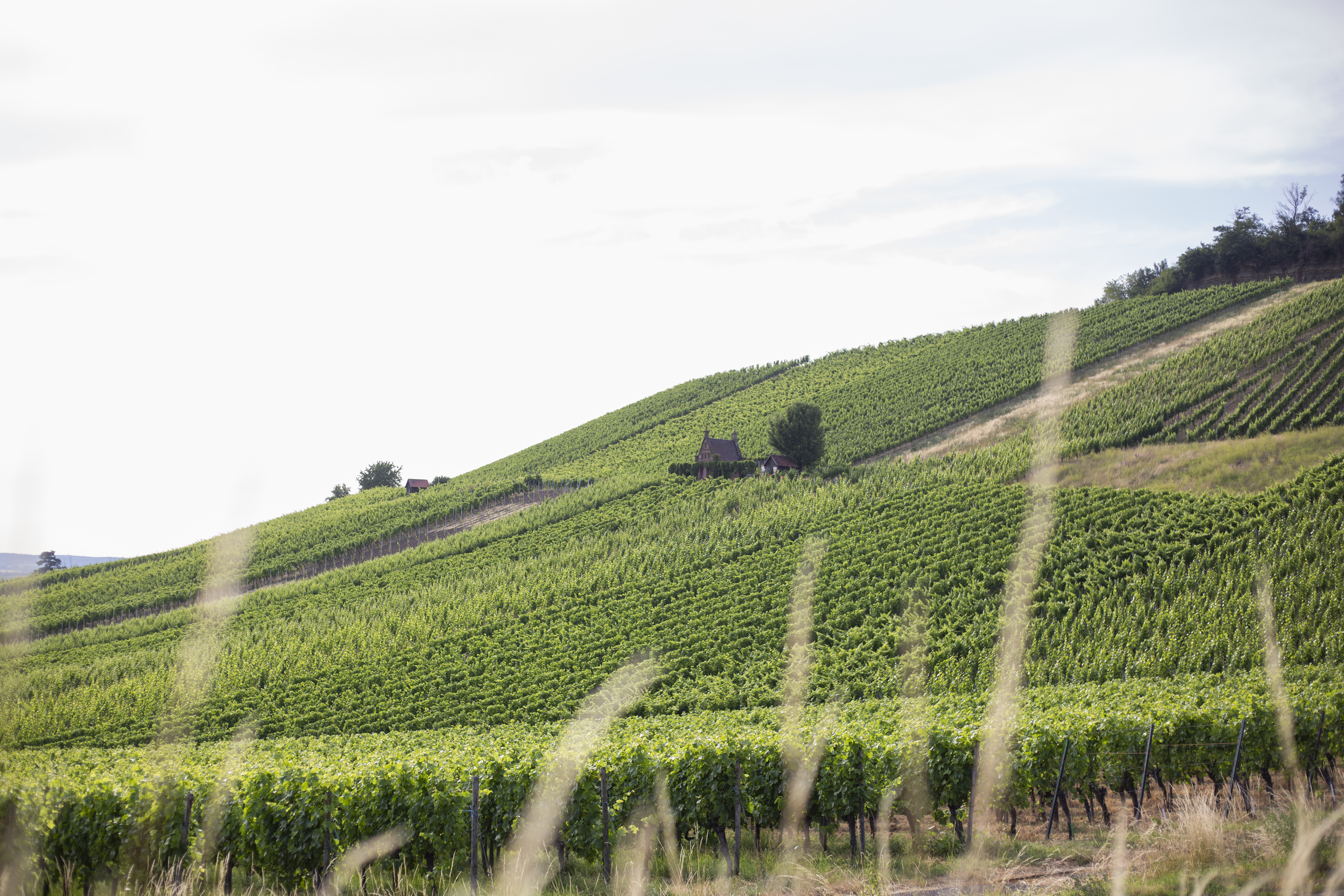 Der Wartberg ist mit seiner malerischen Natur und insbesondere den herrlichen Weinbergen eine Freude für alle Outdoor-Fans (Foto: Heilbronn Marketing GmbH/Maya Baum)