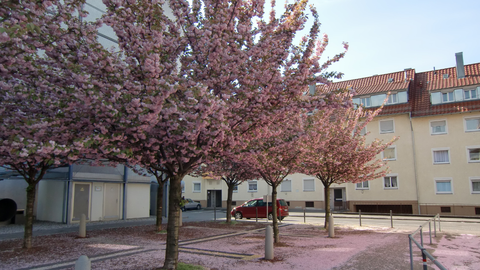 Zierkirschen an der Mannheimer Straße (Foto: Stadt Heilbronn)