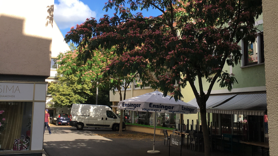 Albitzia Seidenbaum in der Eichgasse (Foto: Stadt Heilbronn)