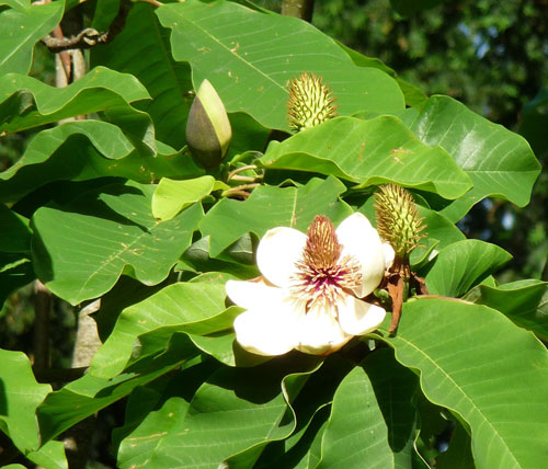 Magnolia hypoleuca 