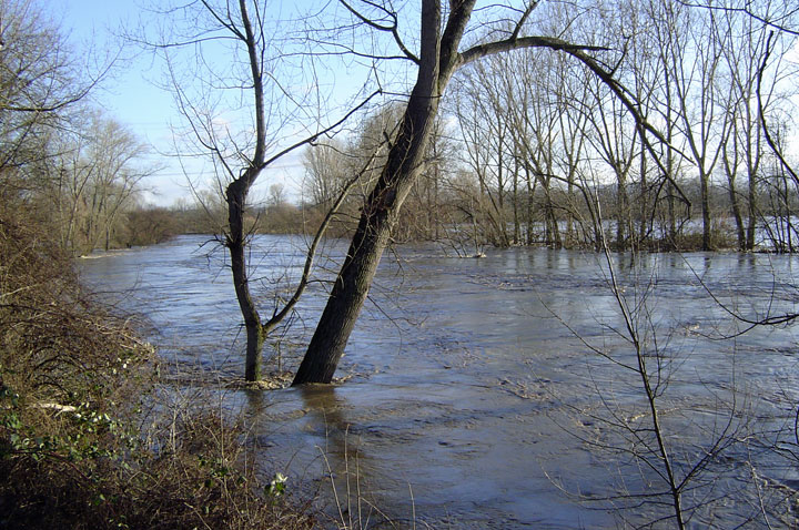 Hochwasser im Bereich Klingenberg - Gewann Wert/Horkheimer Insel im Januar 2004 