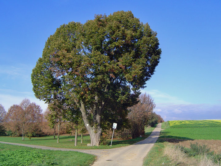 Die als Naturdenkmal geschützte Linde vor der Reduzierung auf den Torso. (Foto: 2004) 