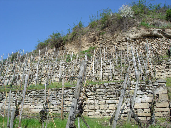 Über den Trockenmauer-Weinbergen prägt das als Naturdenkmal geschützte Felsband die Landschaft. (Foto: April 2006) 