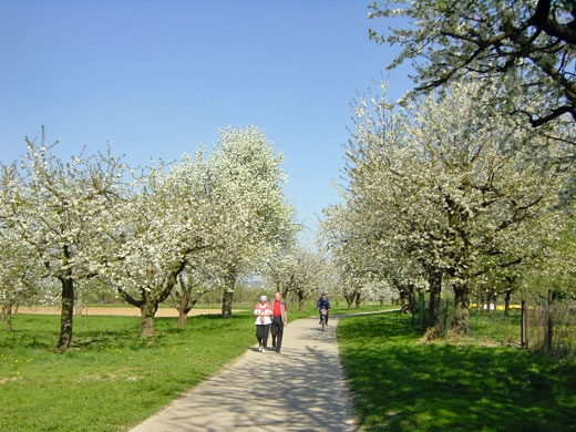 Landschaftsschutzgebiete dienen auch der Naherholung. Landschaftsschutzgebiet Weinbergweg-Weingartsweg während der Kirschenblüte im Frühjahr/Heilbronn-Böckingen
