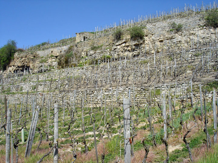 Das Felsband im Naturschutzgebiet wird vom Oberen Muschelkalk gebildet. Die Trockenmauern in den oben und unten angrenzenden Weinbergen wurden ebenfalls aus Muschelkalk-Steinen errichtet.