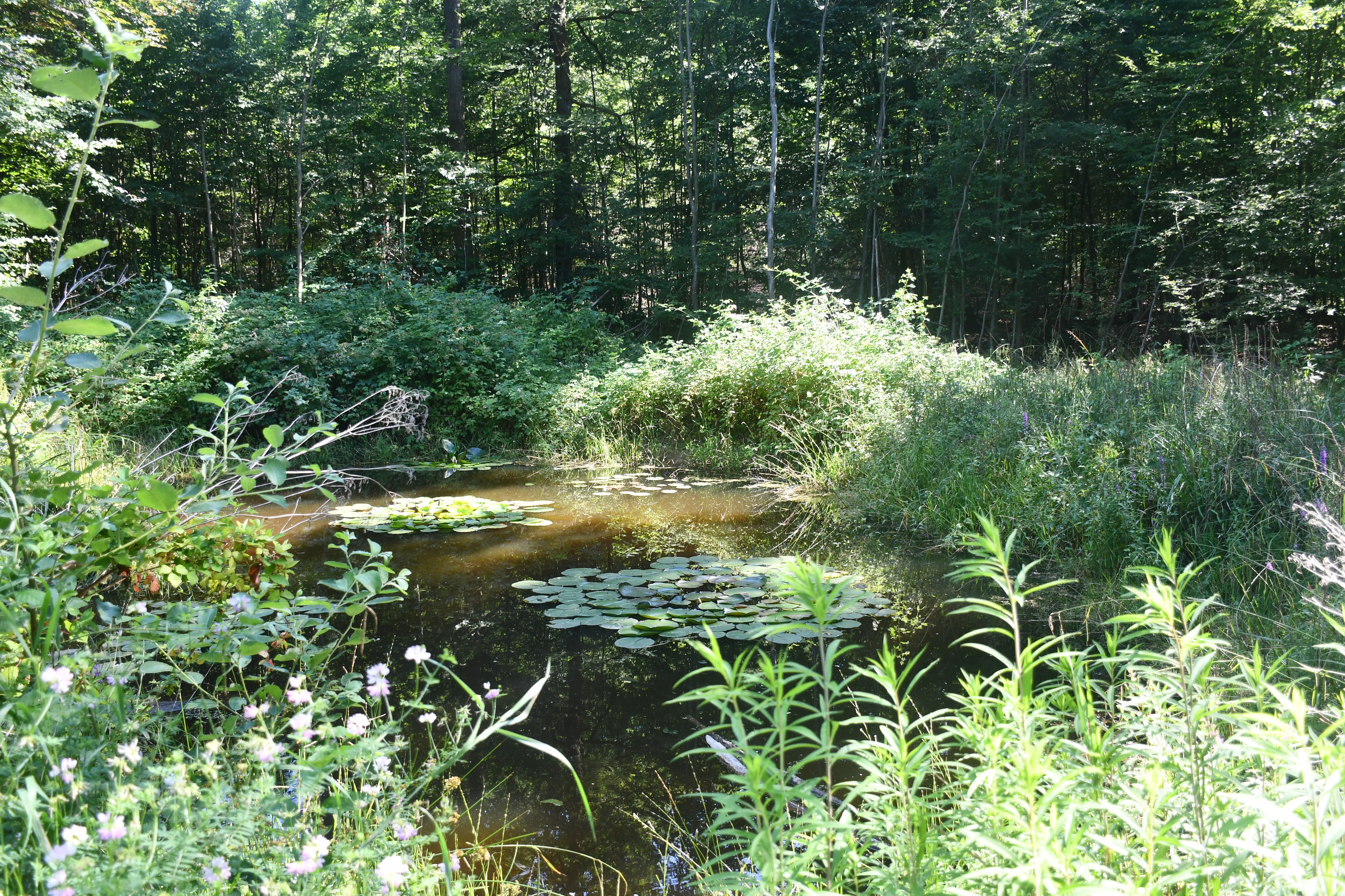 Der Stadtwald ist die grüne Lunge von Heilbronn. Foto: Stadt Heilbronn/Claudia Küpper