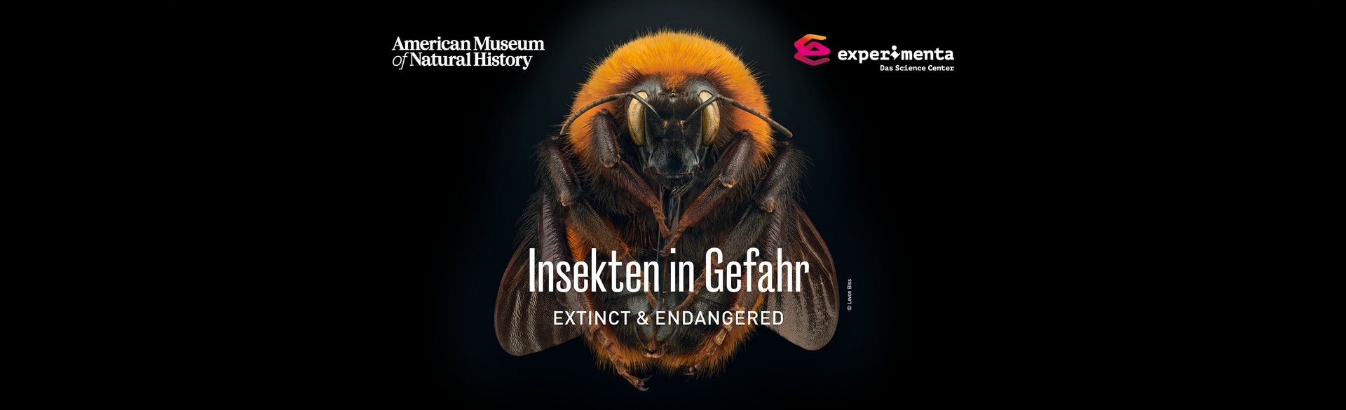Insekten in Gefahr Foto © Levon Biss