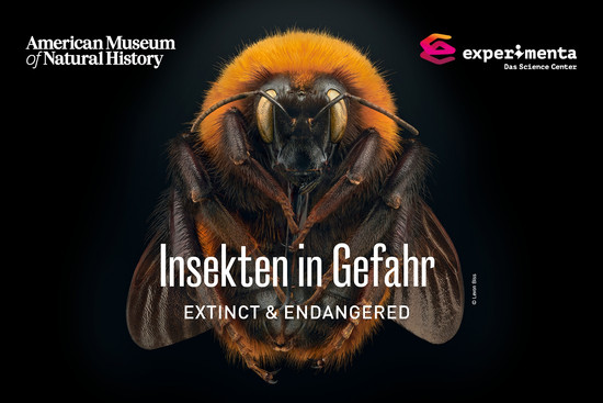 Insekten in Gefahr Foto © Levon Biss