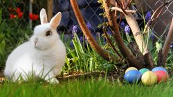 Hase mit Ostereiern
