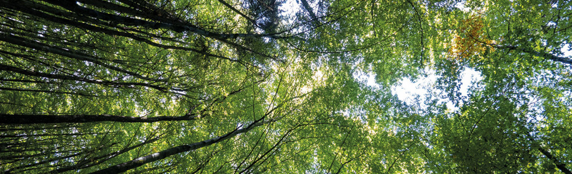 Wald