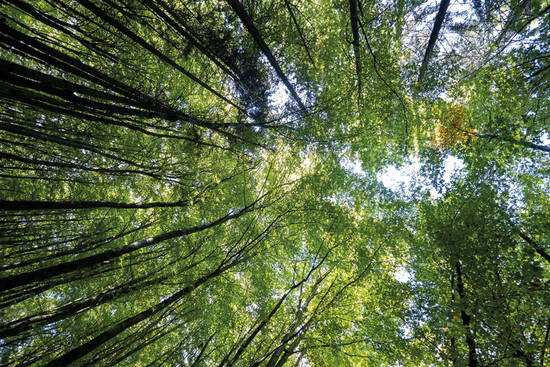 Wald