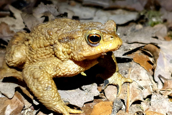 Erdkröte, © Sophie Wiggenhauser