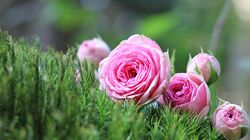 Rosen