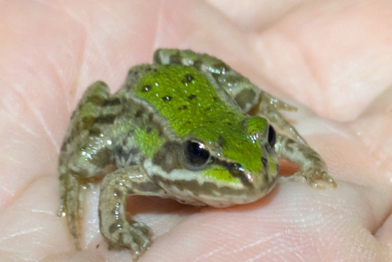 Teichfrosch, © Guido Löscher