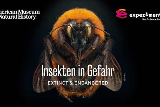 Insketen in Gefahr_Headbanner-HMG