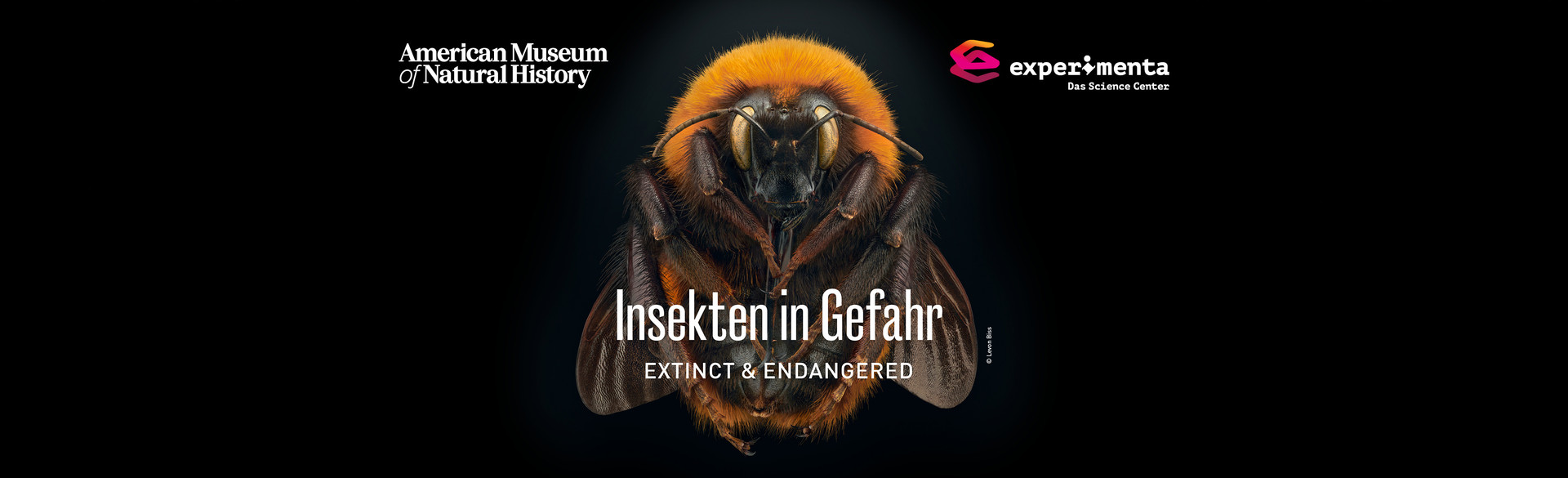 Insketen in Gefahr_Headbanner-HMG